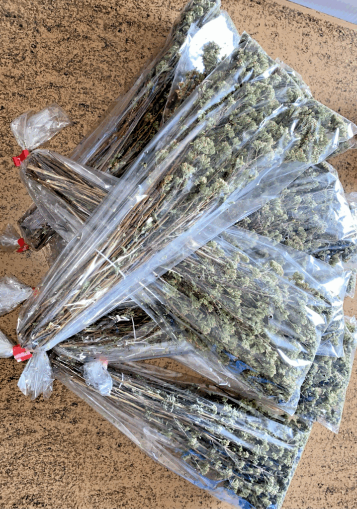 MAZZI 10 MAZZETTI ORIGANO ESSICCATO SOLE CALABRIA LAVORO ARTIGIANO QUALITÀ AROMA
