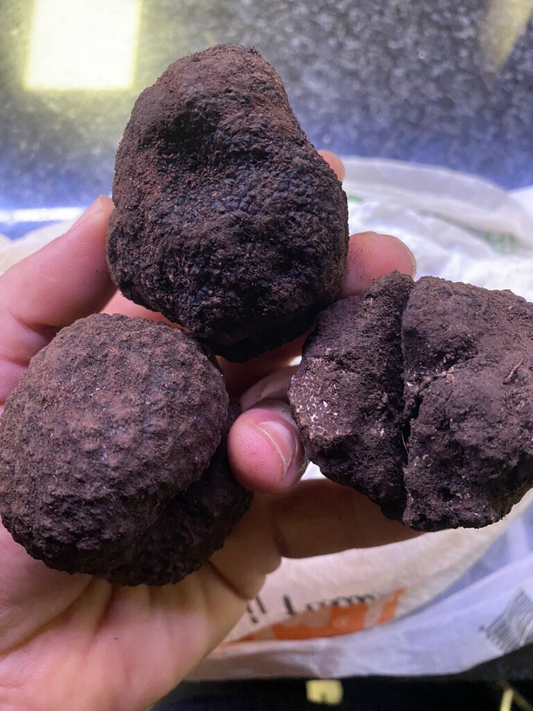 TARTUFO NERO MESENTERICO BAGNOLI IRPINO FRESCO 500gr POLLINO CALABRIA MIX SCELTO