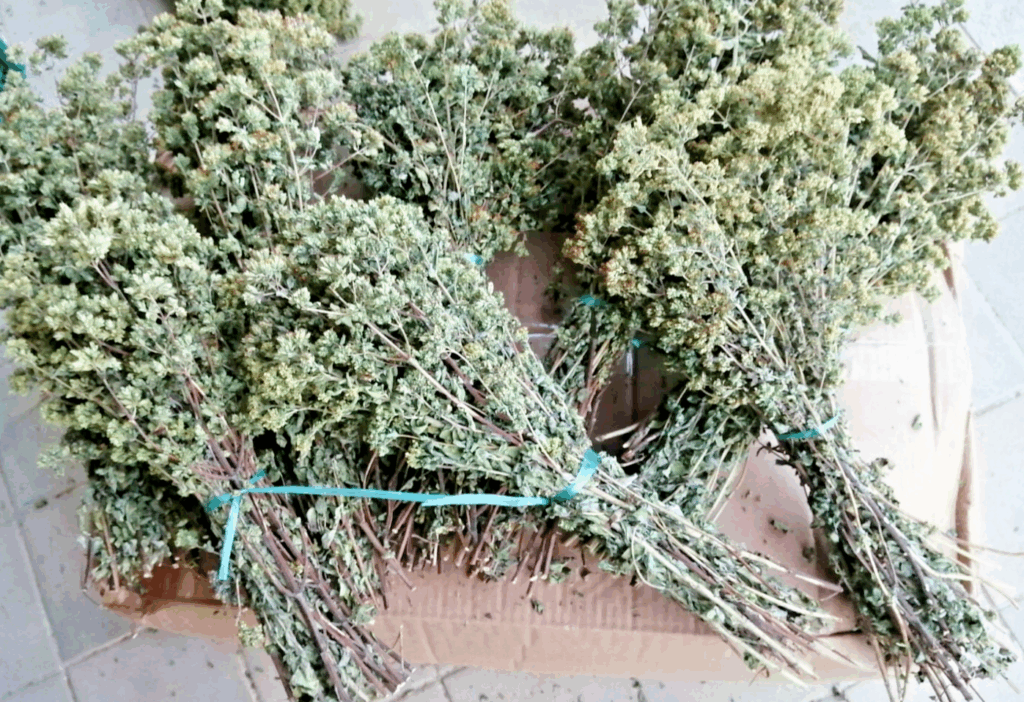 2 MAZZETTI ORIGANO SELVATICO ESSICCATO AL SOLE DI CALABRIA LAVORO ARTIGIANO DI ALTA QUALITÀ