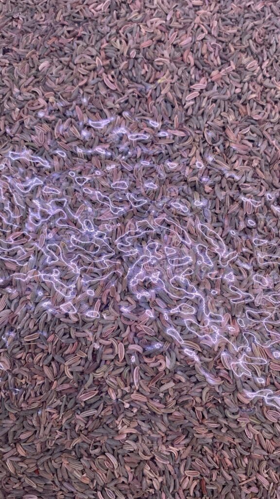 FINOCCHIETTO SELVATICO BUSTA DA 1 KG DONNE LAVORO CALABRIA GUSTO E TRADIZIONE
