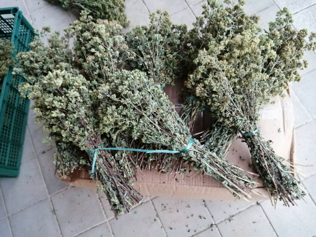 5 MAZZI ORIGANO SELVATICO ESSICCATO SOLE DI CALABRIA LAVORO ARTIGIANO QUALITÀ