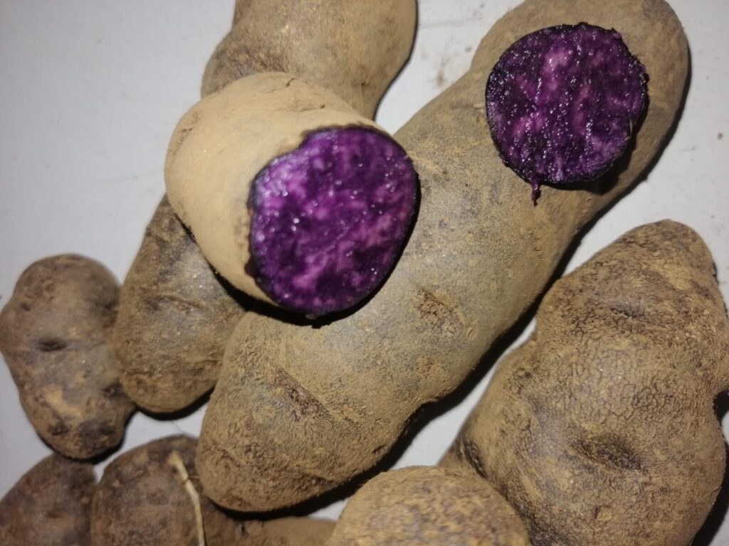 PATATA PATATE VIOLA SEME O PASTO ORTO 20 PZ ORIGINE PERU' SEMENTI SEMENTE SEMI