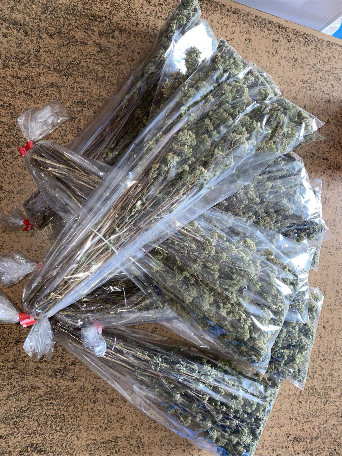 2 MAZZETTO ORIGANO SELVATICO ESSICCATO SOLE DI CALABRIA LAVORO ARTIGIANO QUALITÀ - immagine 11