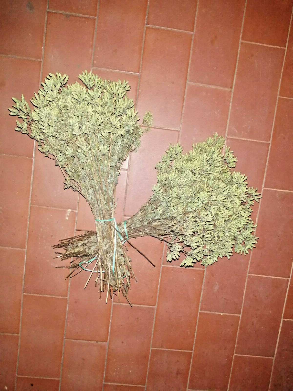 2 MAZZETTO ORIGANO SELVATICO ESSICCATO SOLE DI CALABRIA LAVORO ARTIGIANO QUALITÀ - immagine 3