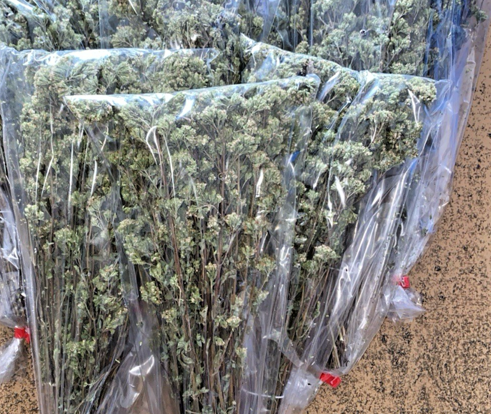 2 MAZZETTO ORIGANO SELVATICO ESSICCATO SOLE DI CALABRIA LAVORO ARTIGIANO QUALITÀ - immagine 9